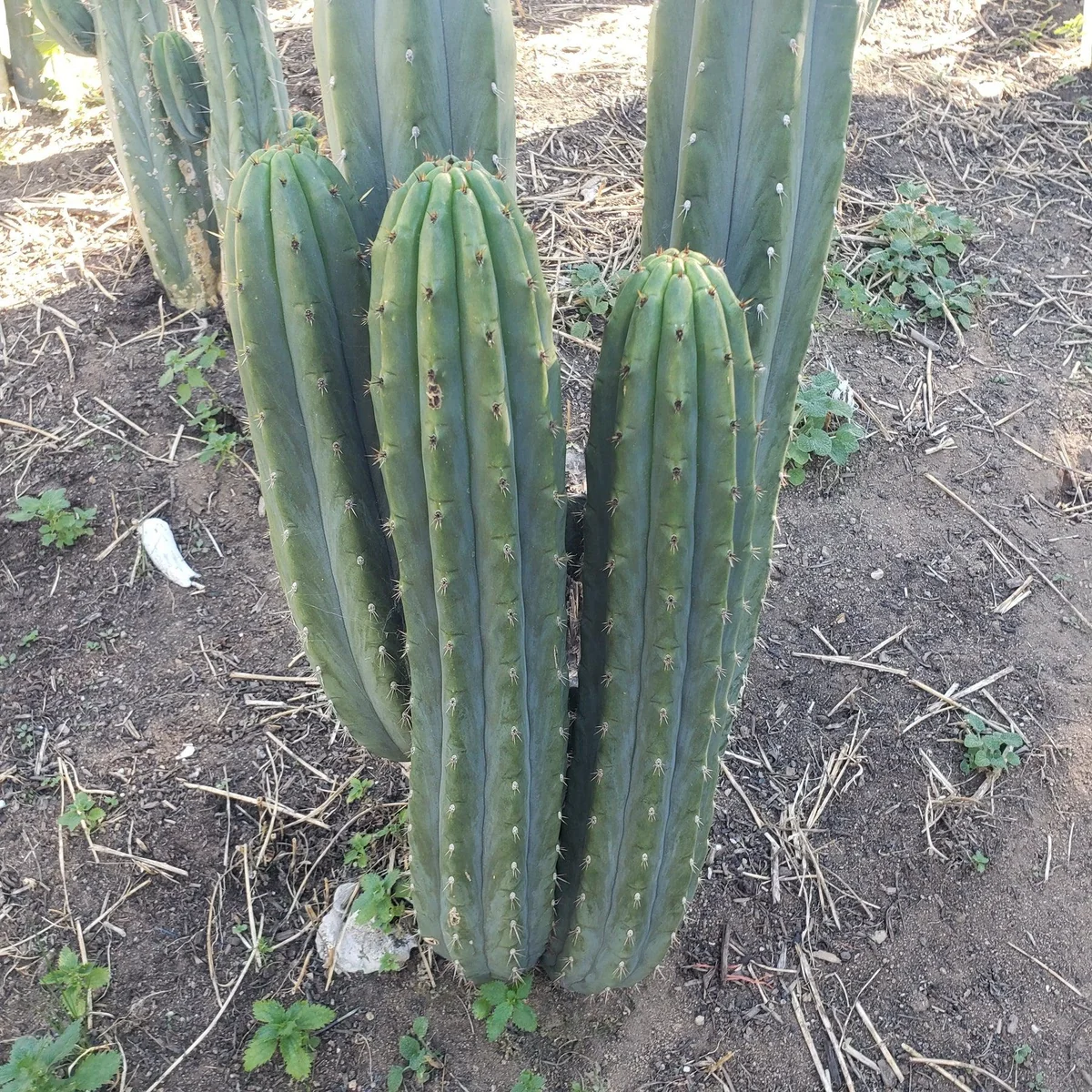 #EC196 EXACT trichocereus Peruvianus "Rancho" Ornamental Cactus Cuttings and Potted - Image 11