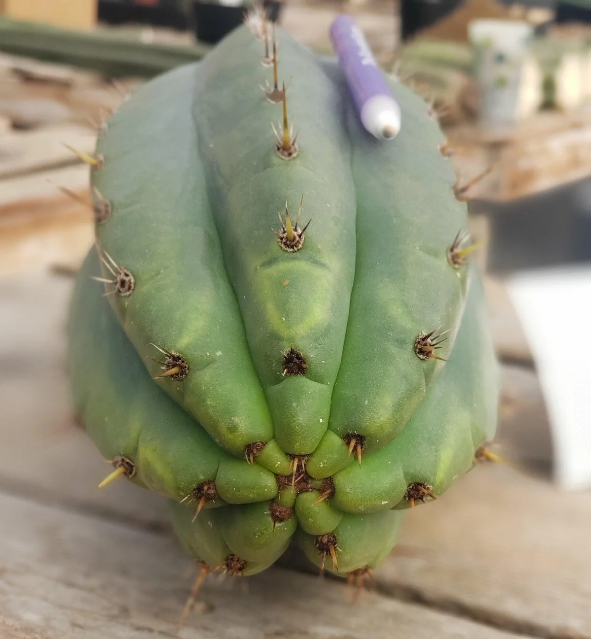 #EC196 EXACT trichocereus Peruvianus "Rancho" Ornamental Cactus Cuttings and Potted - Image 10