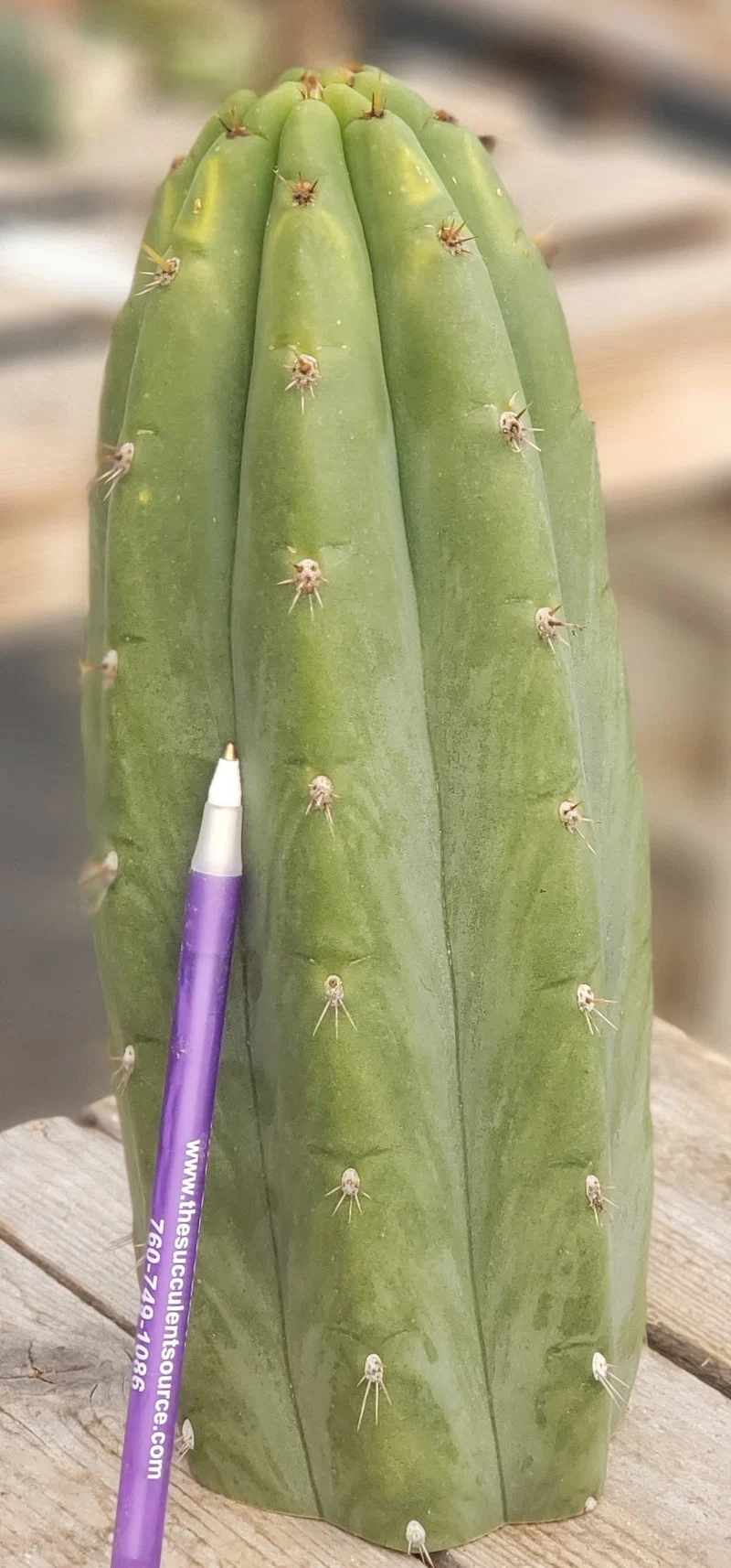 #EC196 EXACT trichocereus Peruvianus "Rancho" Ornamental Cactus Cuttings and Potted - Image 9