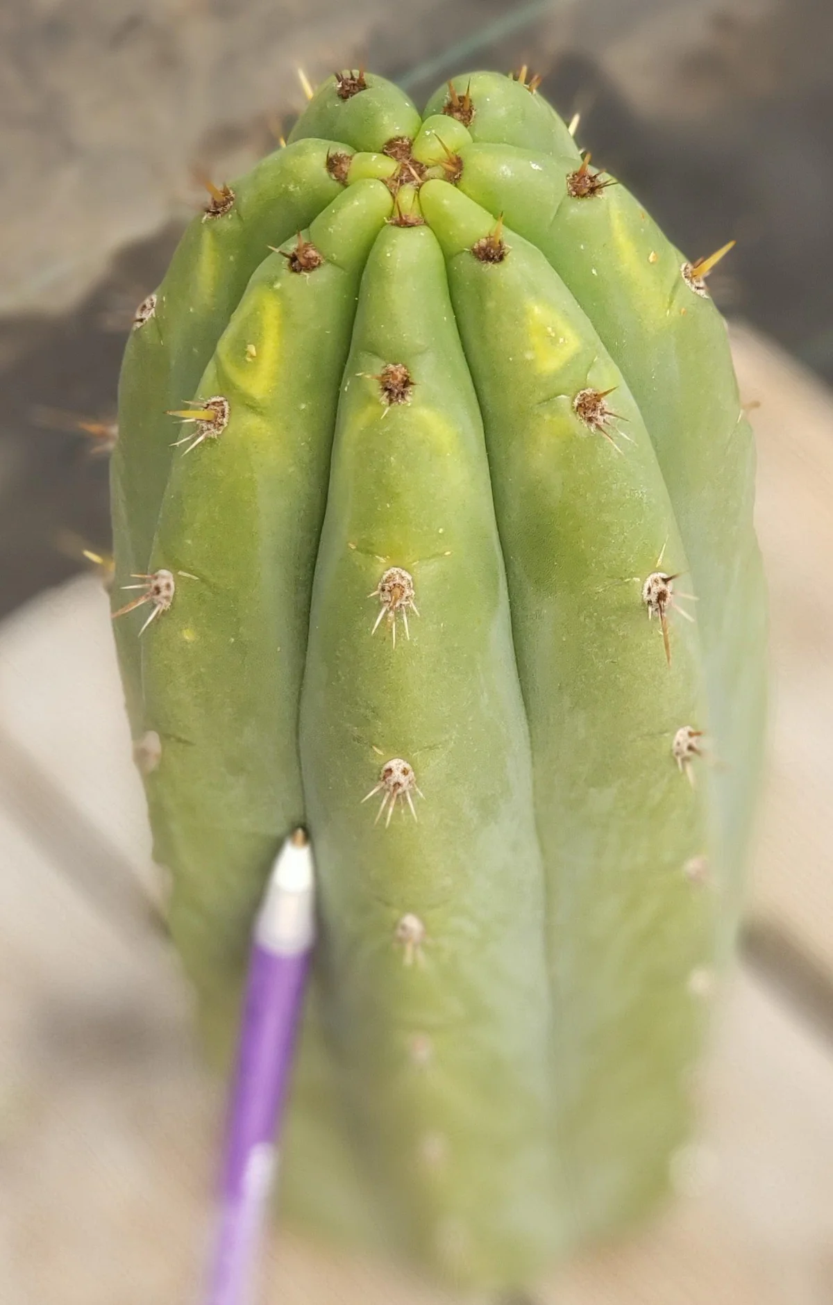 #EC196 EXACT trichocereus Peruvianus "Rancho" Ornamental Cactus Cuttings and Potted - Image 8
