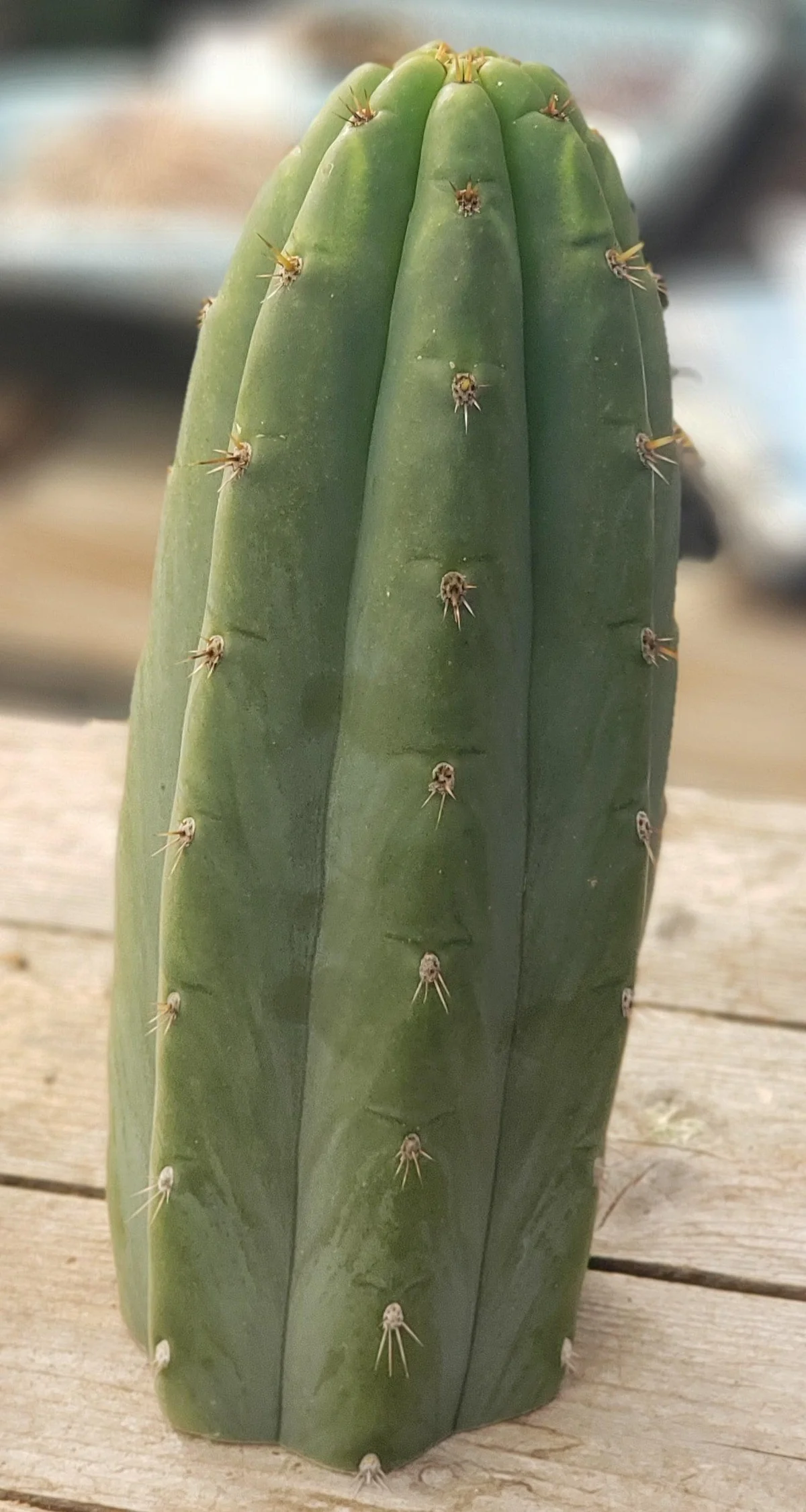 #EC196 EXACT trichocereus Peruvianus "Rancho" Ornamental Cactus Cuttings and Potted - Image 7