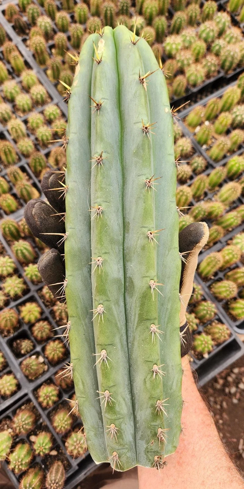 #EC196 EXACT trichocereus Peruvianus "Rancho" Ornamental Cactus Cuttings and Potted - Image 4
