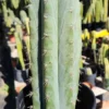 Echinopsis Peruvianus