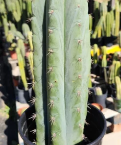 Echinopsis Peruvianus