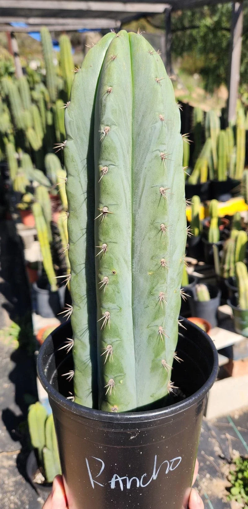 Echinopsis Peruvianus