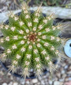 Alternative view of #EC197 EXACT Giant Trichocereus Grandiflorus Hybrid Flying Saucer Potted Cactus