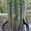 Cactus Plants Melbourne