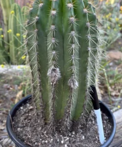 Cactus Plants Melbourne