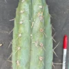 Buy Rupicola Peruvianus Melbourne