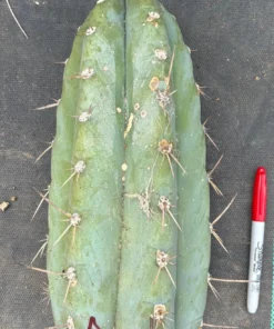 Buy Rupicola Peruvianus Melbourne