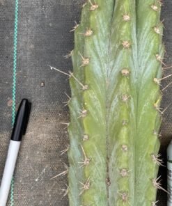 Peruvianus (Peruvian Torch)