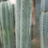 Cactus San Pedro For Sale