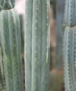 Cactus San Pedro For Sale