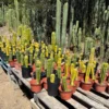 Cactus Plants Australia