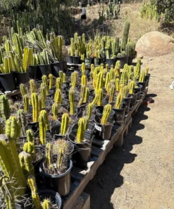 Cactus Plants Australia