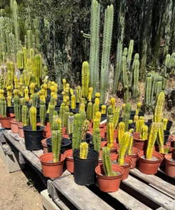 Cactus Plants Australia