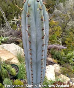 Alternative view of #EC206 Trichocereus Hybrid Scop X Peruvianus Martin Cactus Seedling