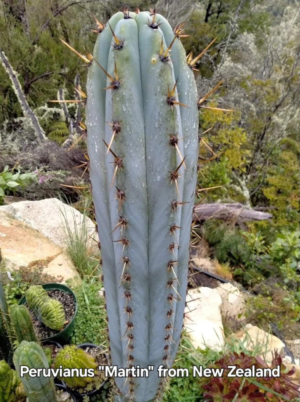 #EC206 Trichocereus Hybrid Scop X Peruvianus Martin Cactus Seedling - Image 2