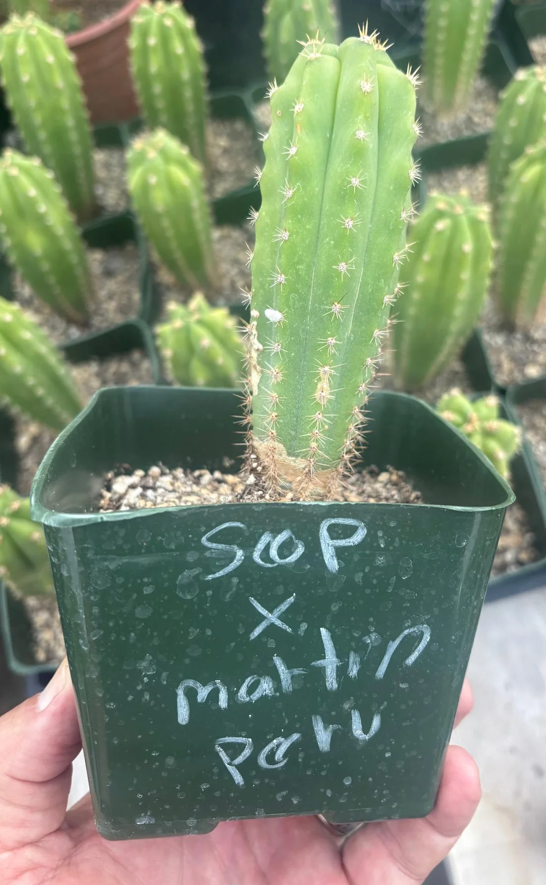 #EC206 Trichocereus Hybrid Scop X Peruvianus Martin Cactus Seedling - Image 3