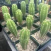 Trichocereus Peruvianus