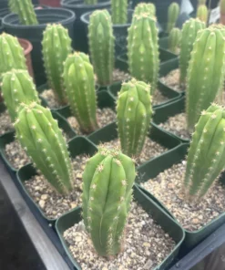 Trichocereus Peruvianus