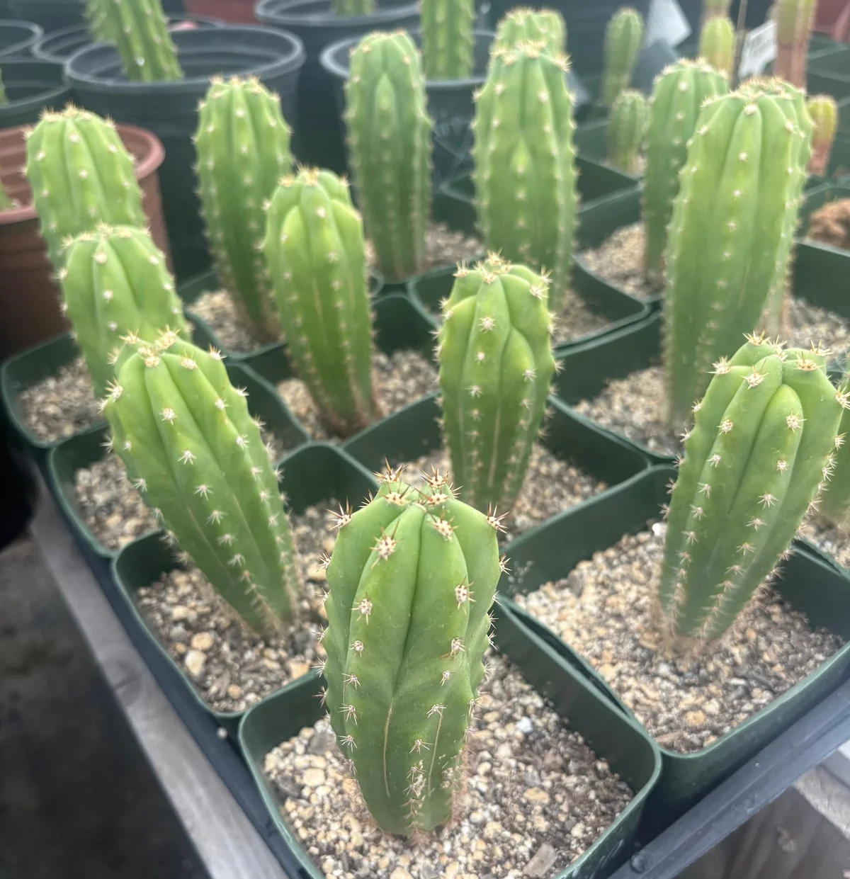 Trichocereus Peruvianus