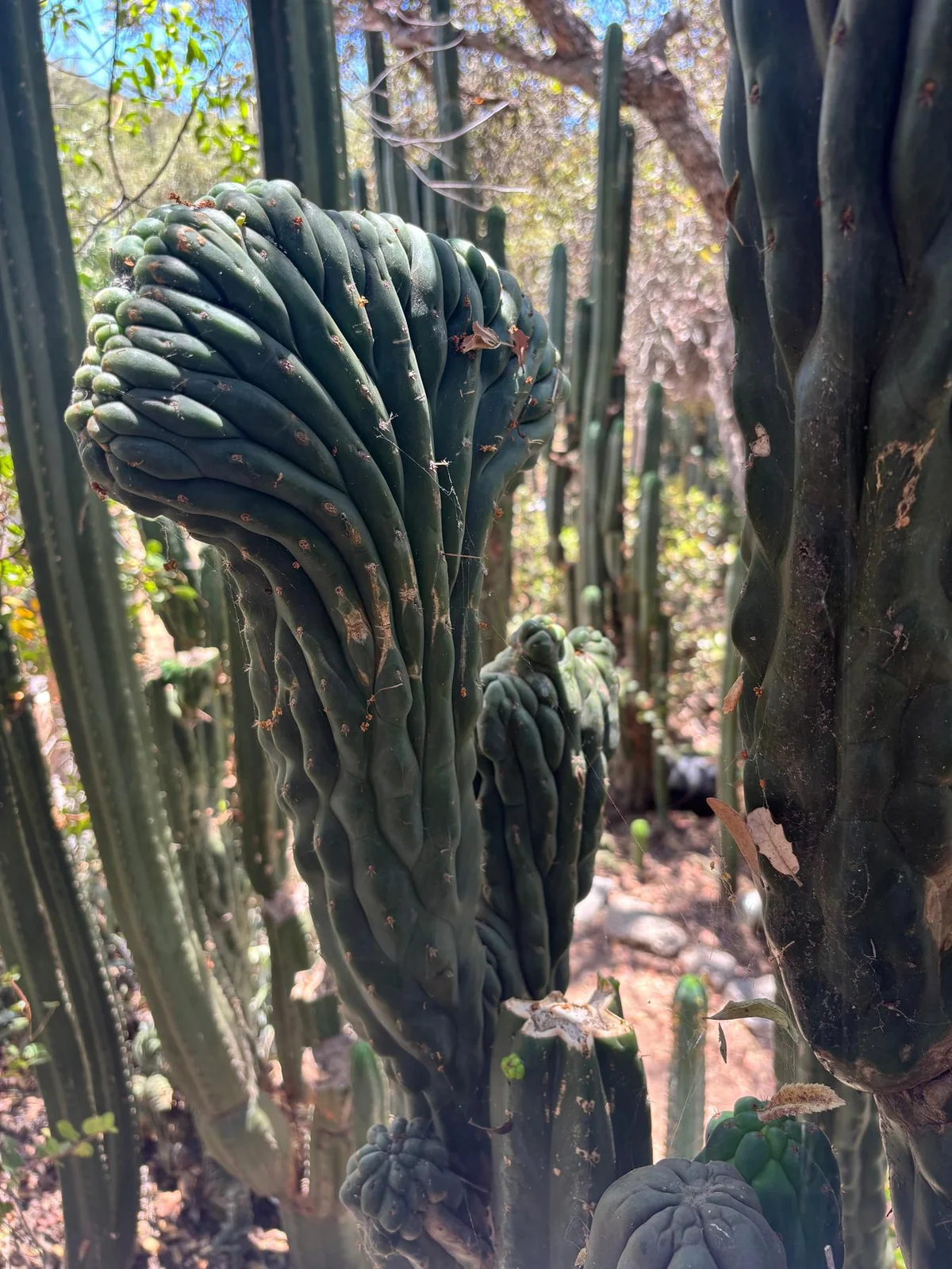 #EC217 Exact GIANT Trichocereus Pachanoi Crested San Pedro Cactus 34” Cutting - Image 4