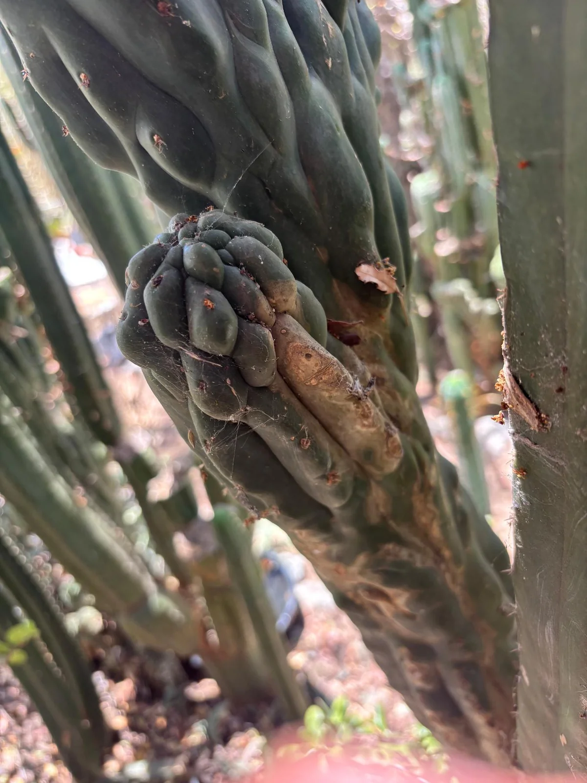 #EC217 Exact GIANT Trichocereus Pachanoi Crested San Pedro Cactus 34” Cutting - Image 3