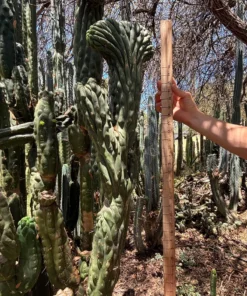 Alternative view of #EC217 Exact GIANT Trichocereus Pachanoi Crested San Pedro Cactus 34” Cutting
