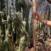 Pachanoi Cactus For Sale