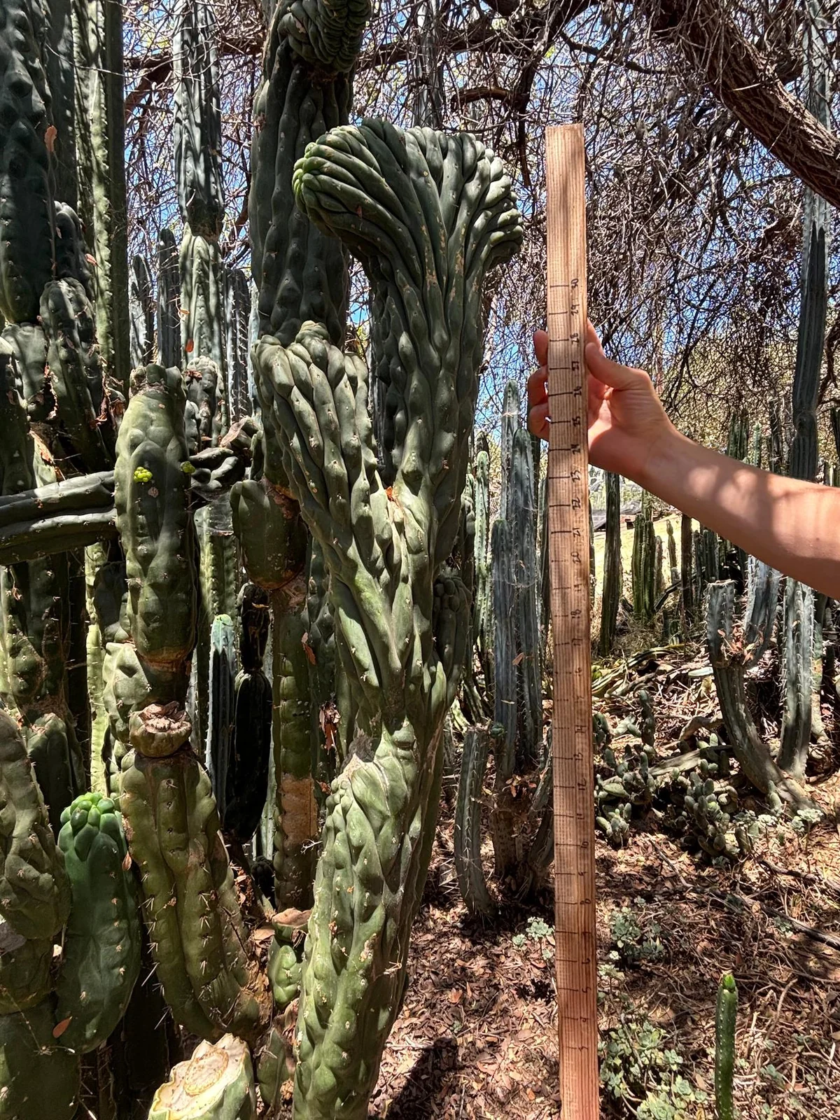 Pachanoi Cactus For Sale