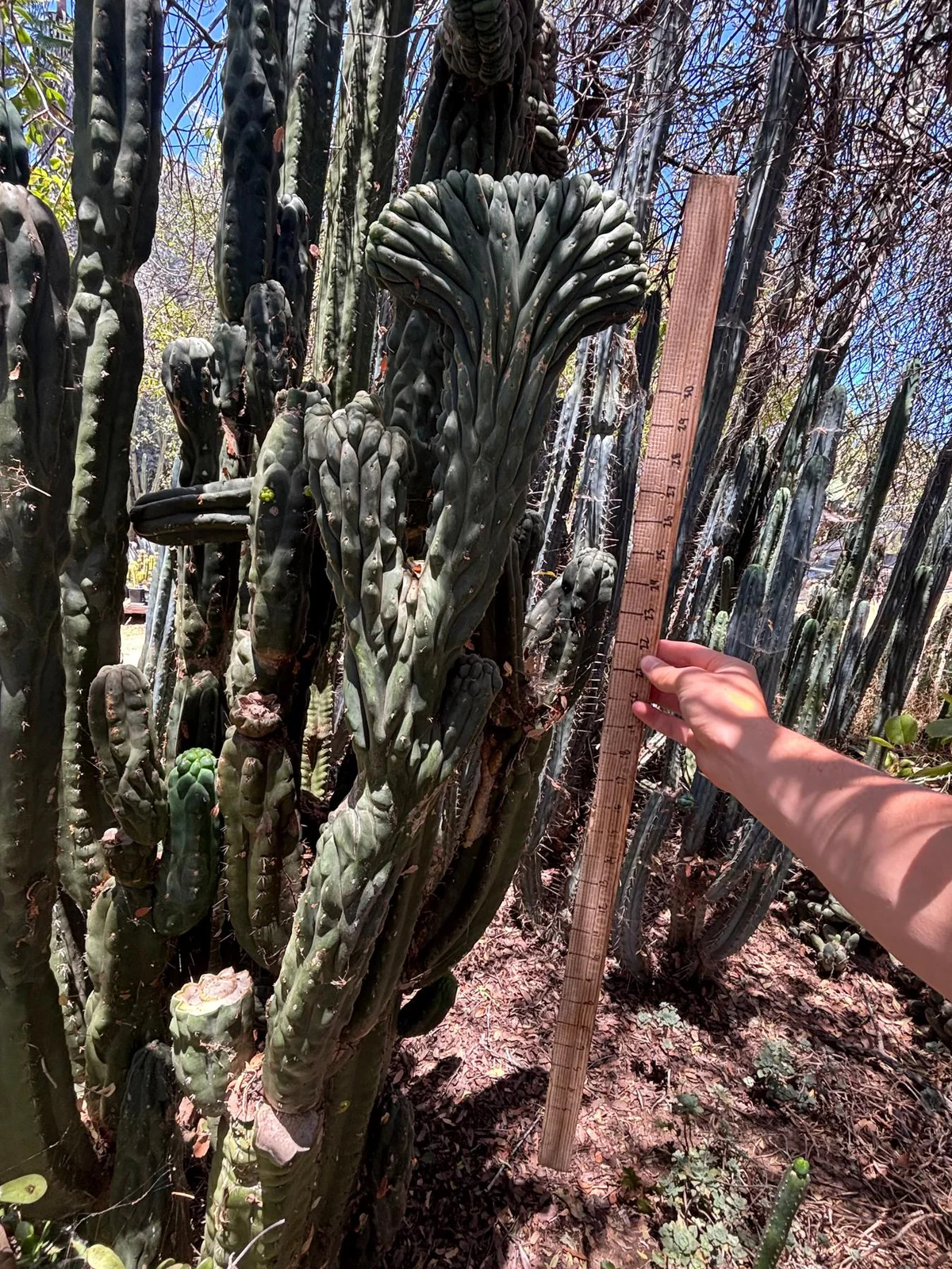 #EC217 Exact GIANT Trichocereus Pachanoi Crested San Pedro Cactus 34” Cutting - Image 5