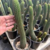 Buy Cactus Australia