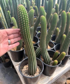 Buy Cactus Australia