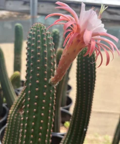 Hybrid