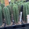Buy Cactus Melbourne