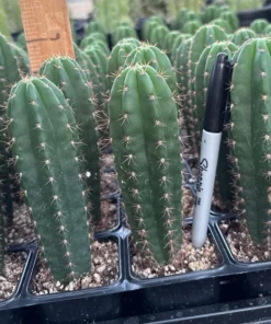Buy Cactus Melbourne