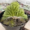 Buy Trichocereus Pachanoi Cactus