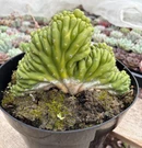 Buy Trichocereus Pachanoi Cactus