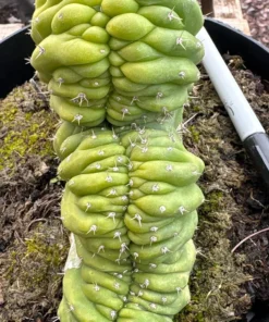 Alternative view of #EC239 EXACT Trichocereus Pachanoi Crest in 8” container