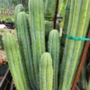 Cactus Trichocereus Pachanoi
