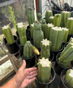Alternative view of #EC240 Trichocereus Pachanoi Nuestra Bonita Cactus Cuttings and potted 8-15"
