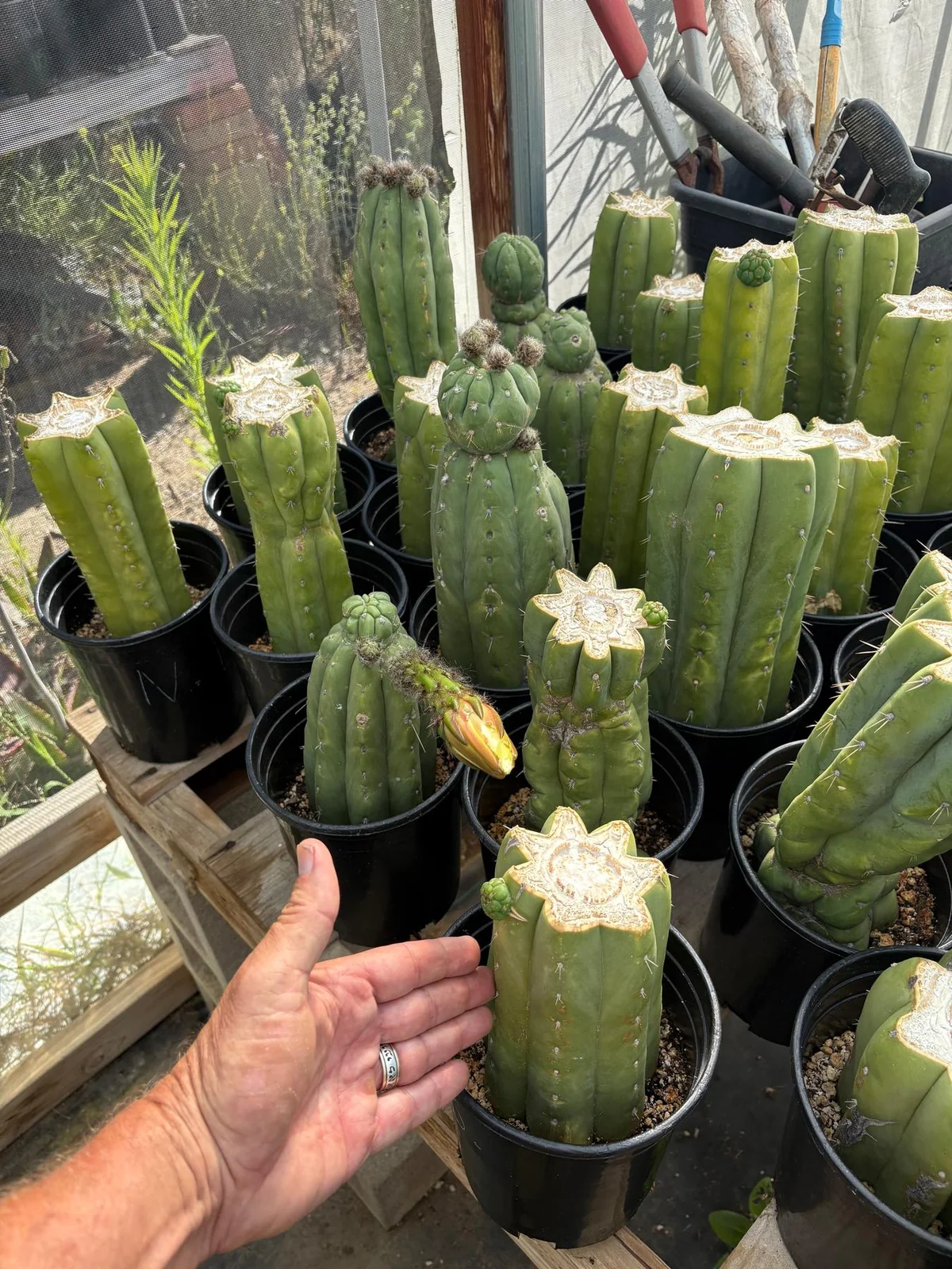 #EC240 Trichocereus Pachanoi Nuestra Bonita Cactus Cuttings and potted 8-15" - Image 2