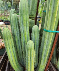 Cactus Trichocereus Pachanoi