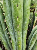#EC240 Trichocereus Pachanoi Nuestra Bonita Cactus Cuttings and potted 8-15" - Image 3