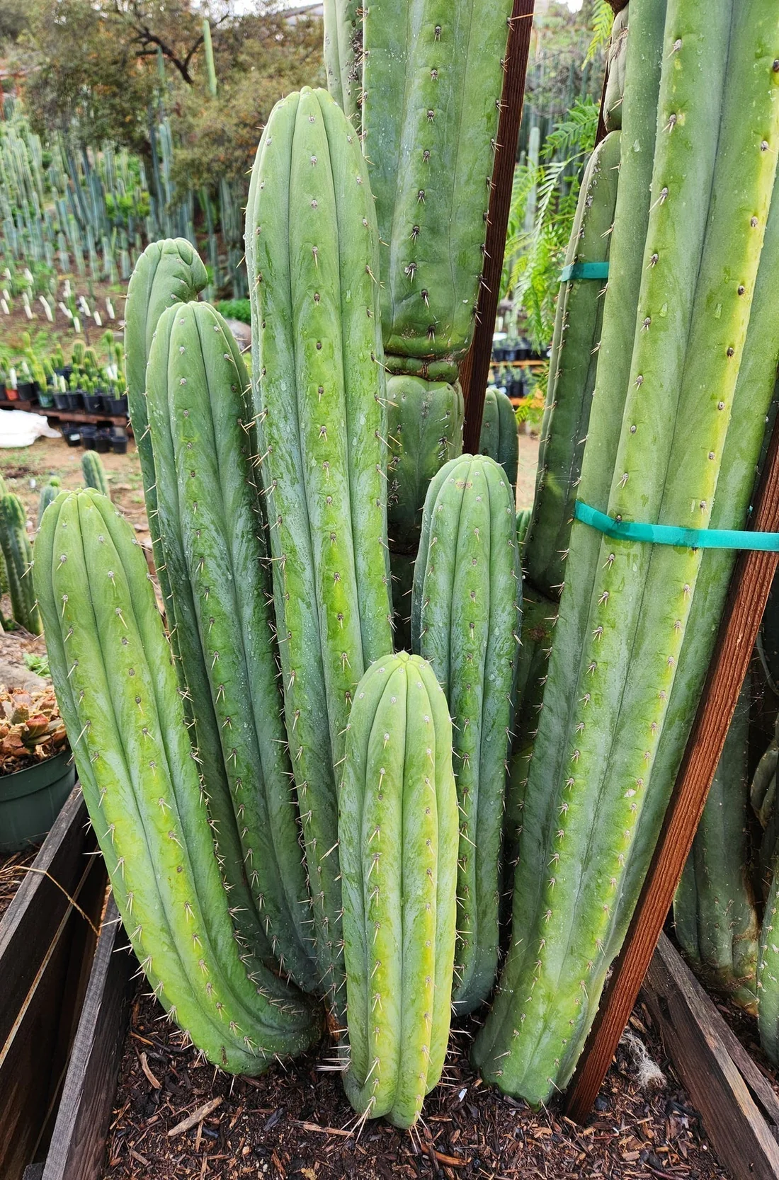 Cactus Trichocereus Pachanoi