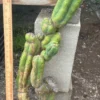 Buy San Pedro Sydney