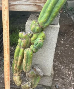 Buy San Pedro Sydney