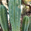 Buy Pachanoi Cactus