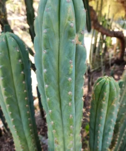 Buy Pachanoi Cactus